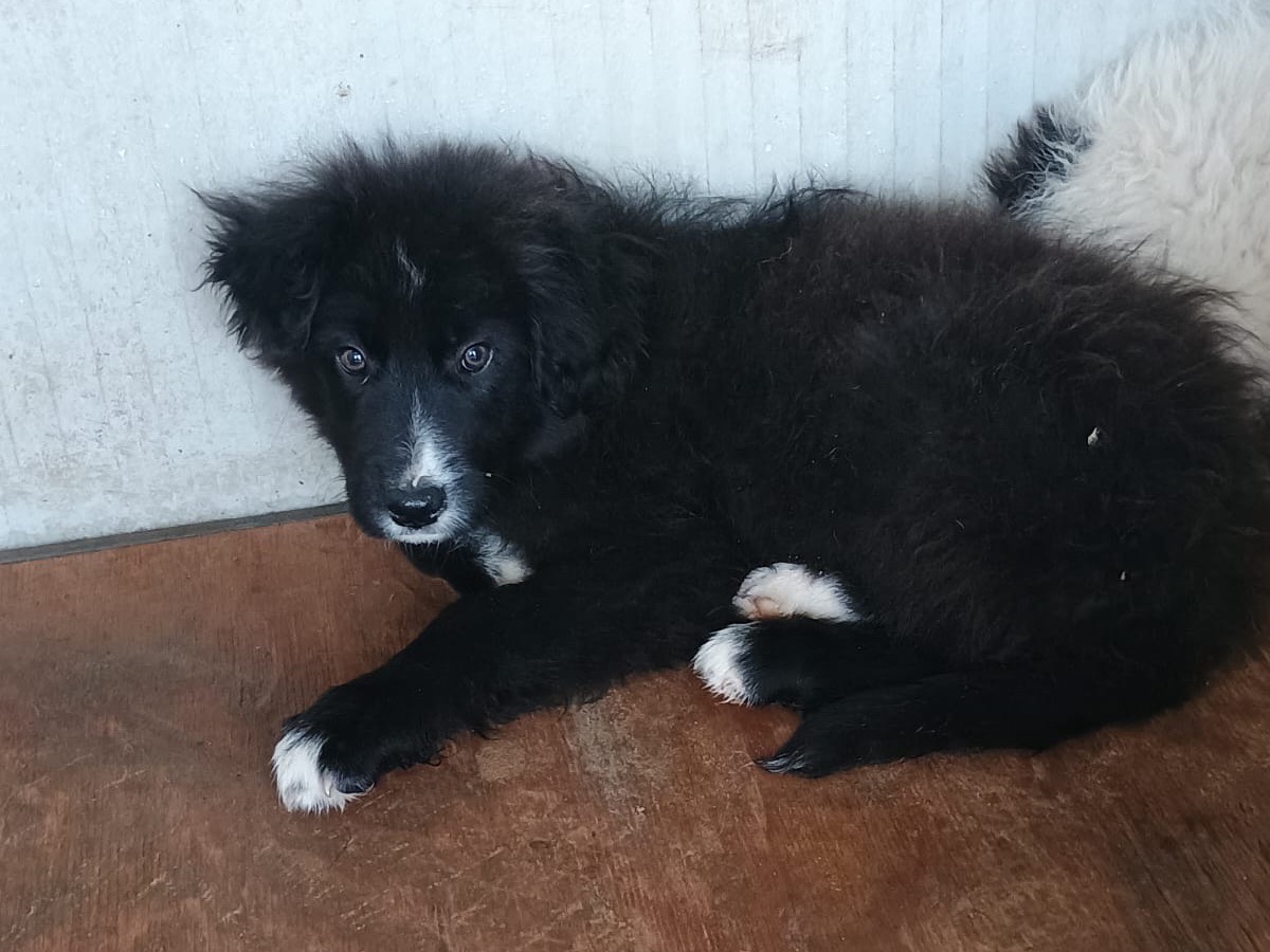 Adozione cane, maschio, Razza sconosciuta Razza sconosciuta, 3 mesi, taglia grande, Caserta