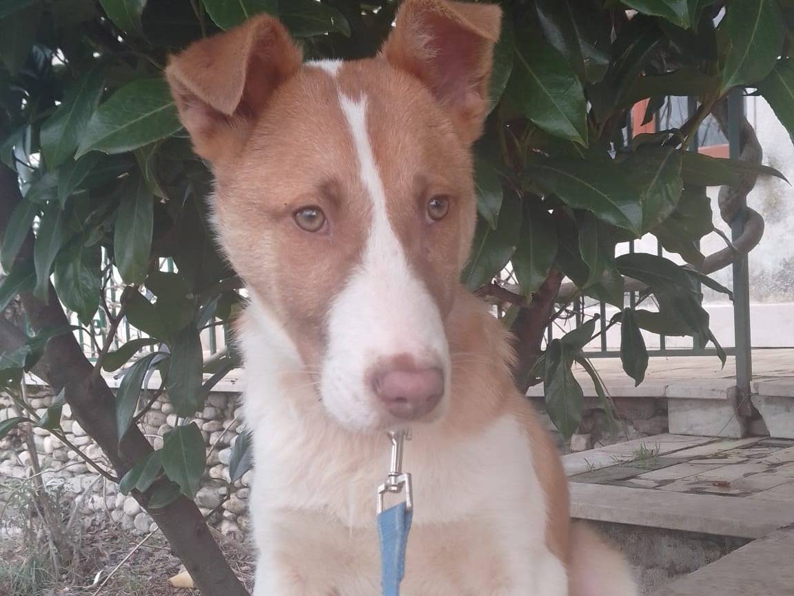 Adotta un cane, maschio, 5 mesi, Avellino