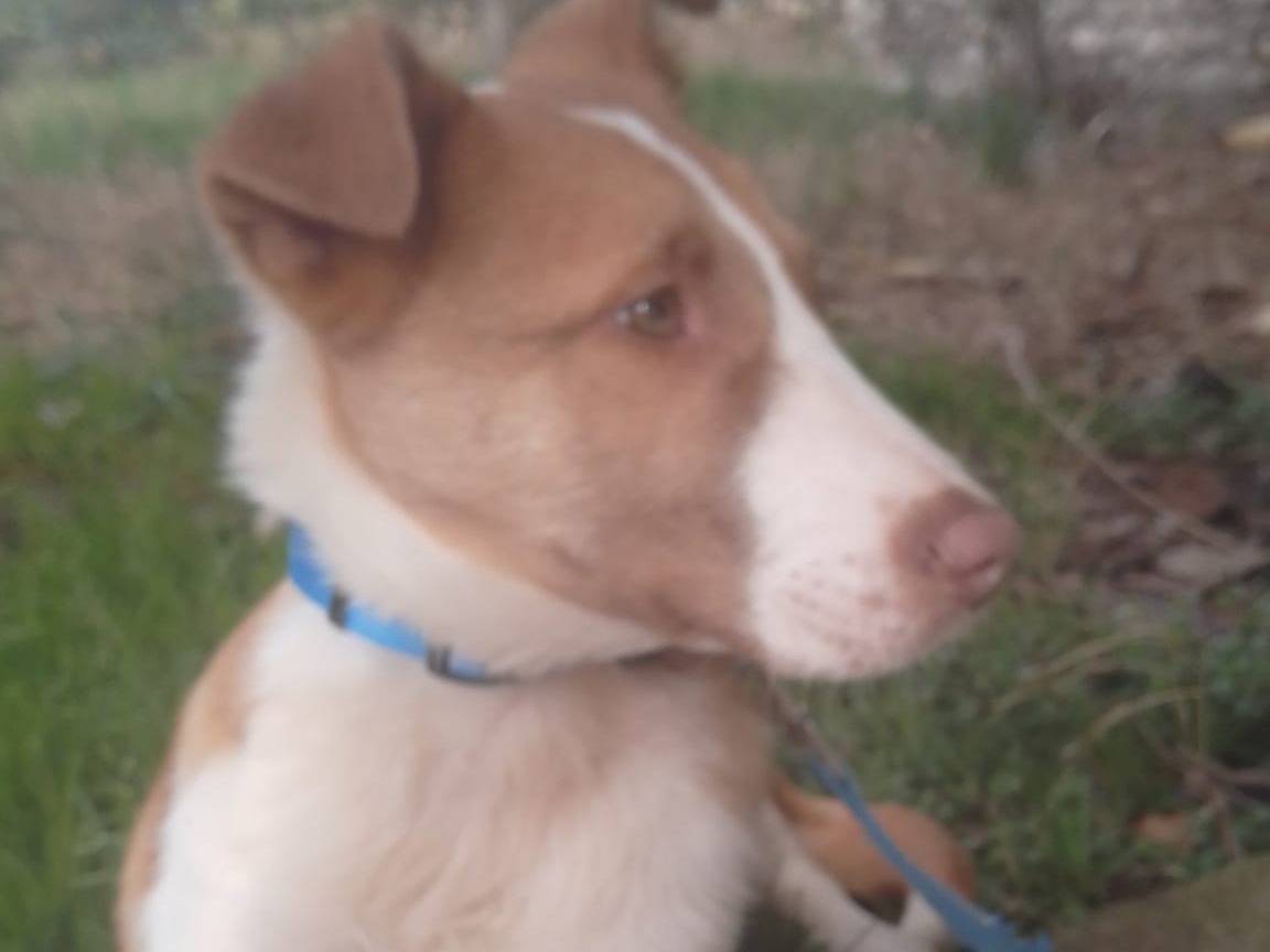 Adotta un cane, taglia media, maschio, Avellino