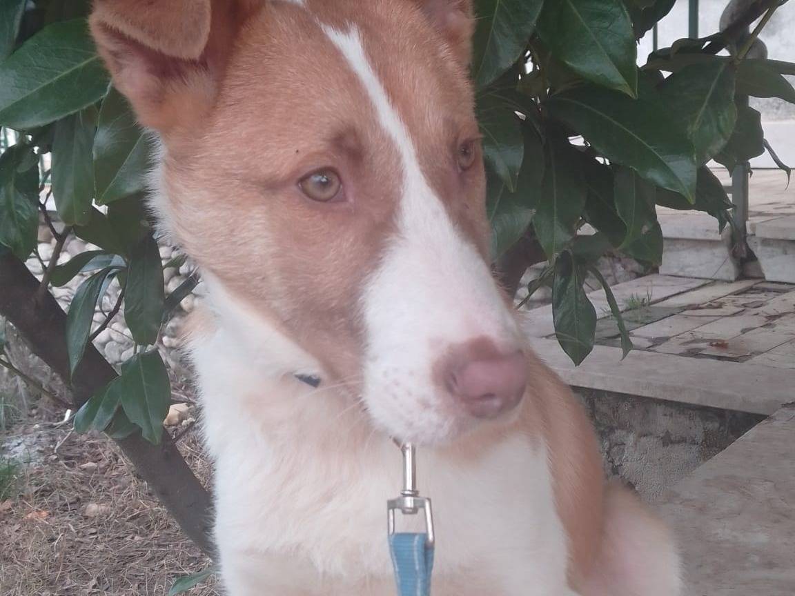 Vuoi adottare un cane a Avellino?