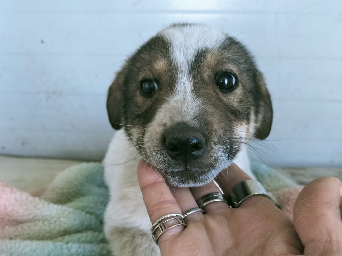 Vuoi adottare un cane a Vibo?