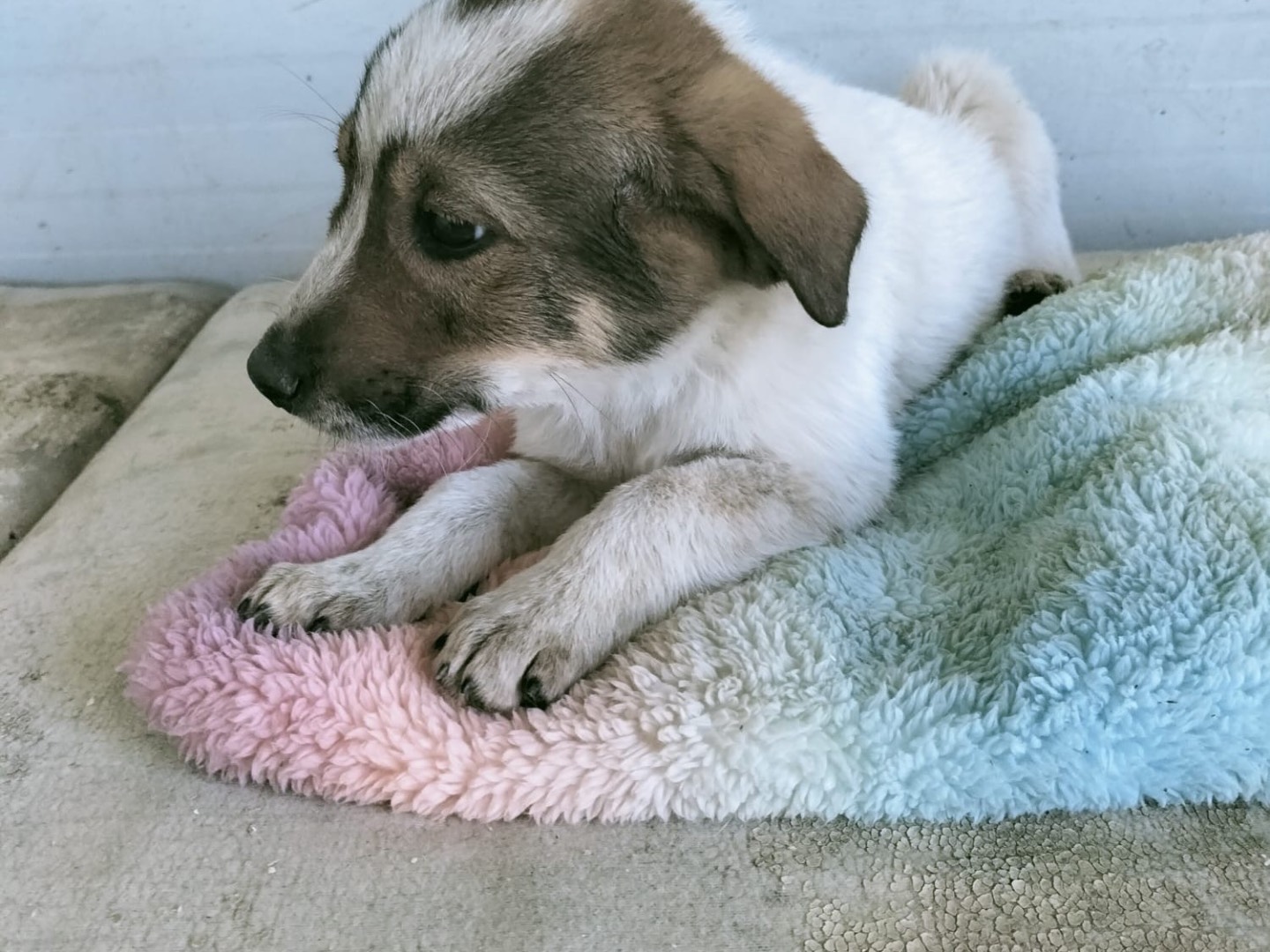 Adotta il cane Romeo a Vibo