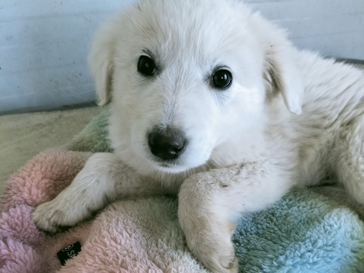 Adozione cane, femmina, Razza sconosciuta Razza sconosciuta, 3 mesi, taglia grande, Vibo