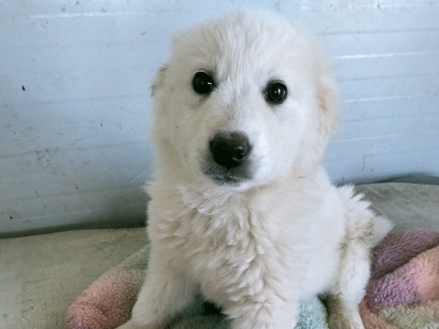 Adotta un cane, femmina, 3 mesi, Vibo