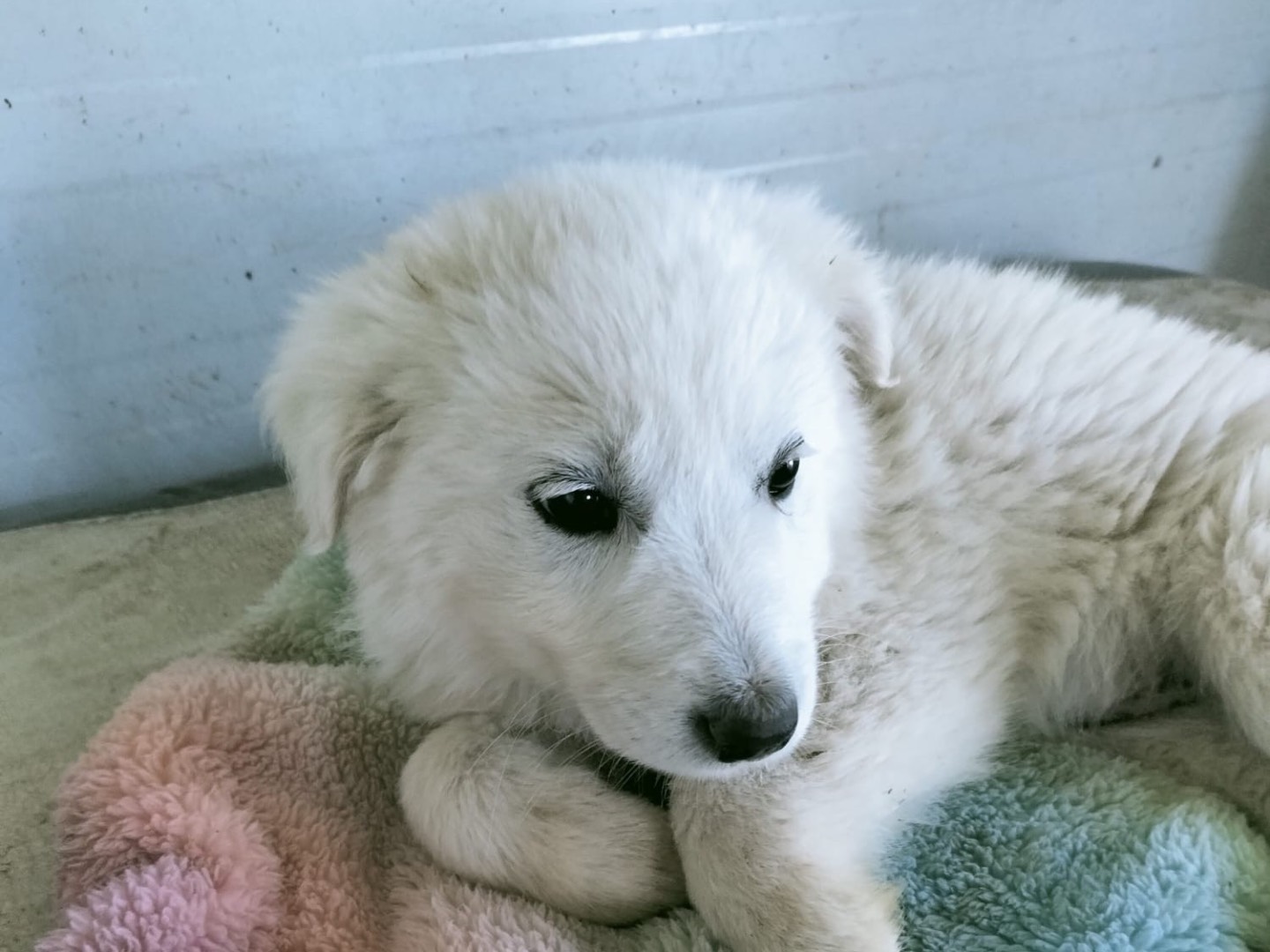 Adotta un cane, taglia grande, femmina, Vibo