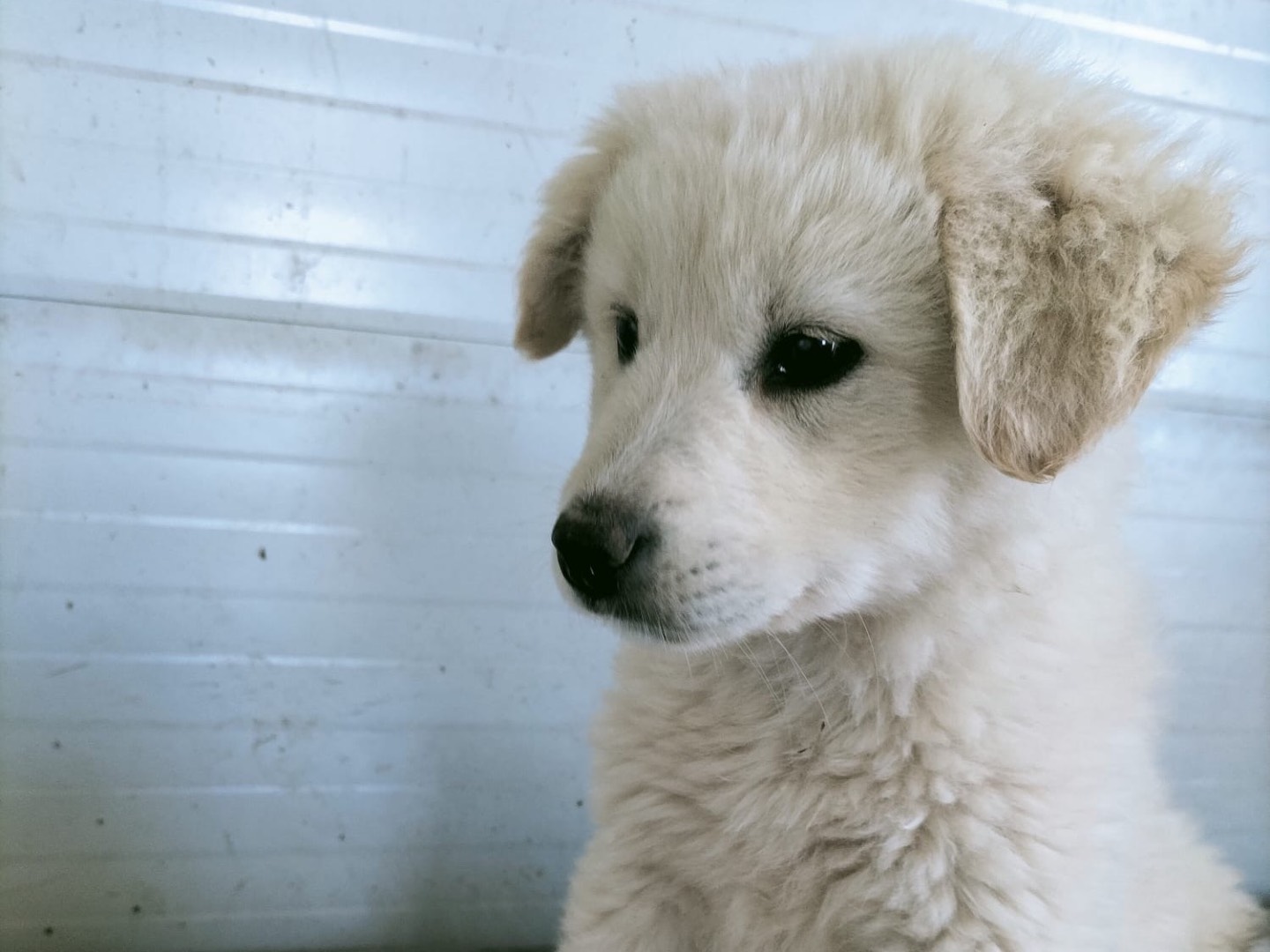 Vuoi adottare un cane a Vibo?