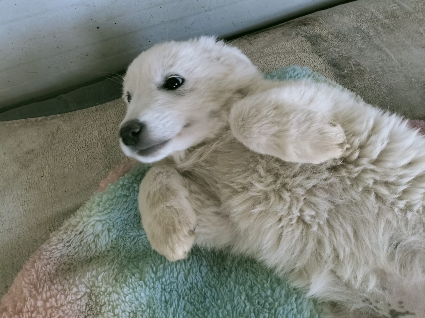 Adotta il cane Wenda a Vibo