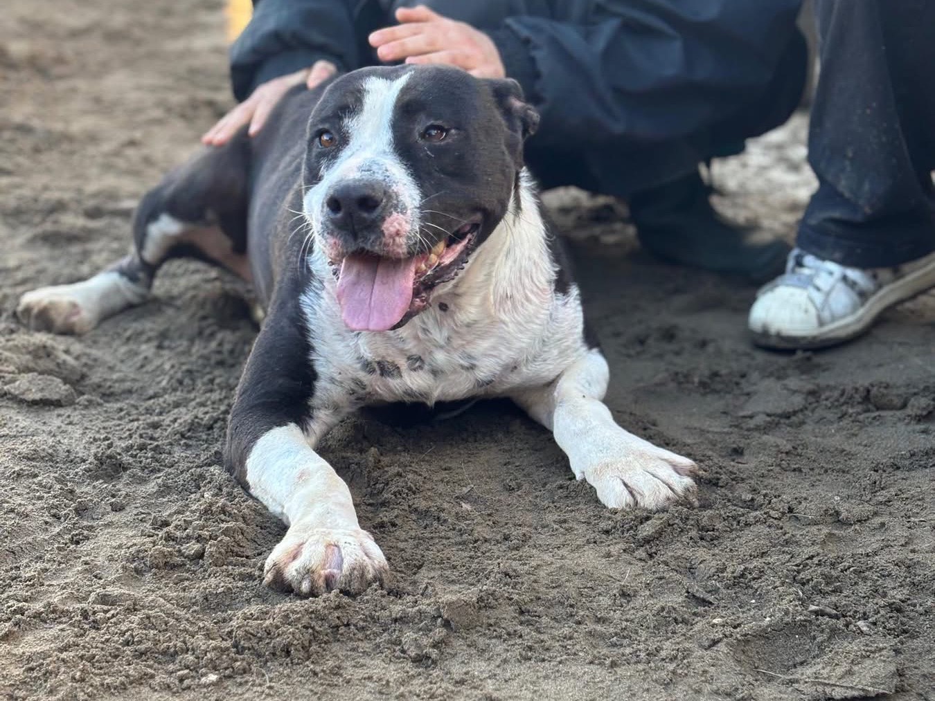 Adotta un cane, femmina, 6 anni e 9 mesi, Napoli