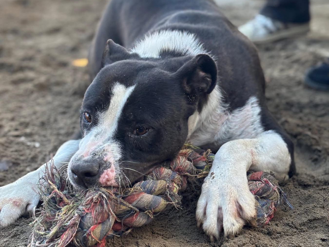 Adotta un cane, taglia grande, femmina, Napoli