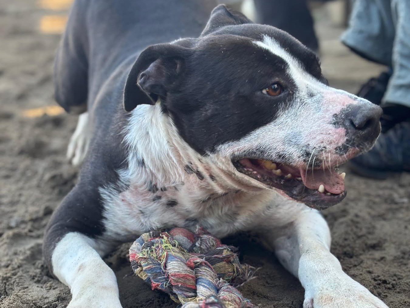 Vuoi adottare un cane a Napoli?