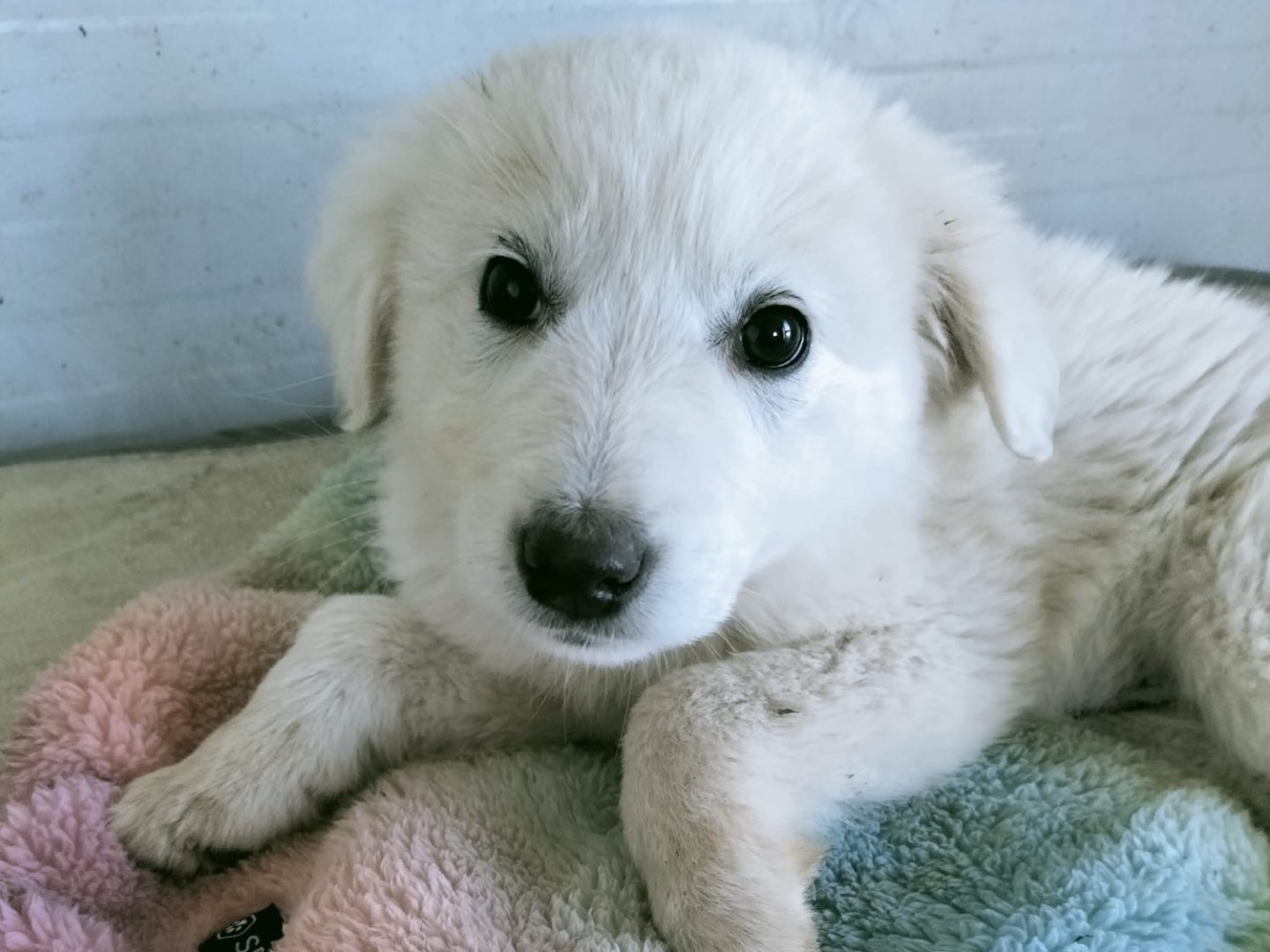 Adotta un cane, femmina, 3 mesi, Vibo