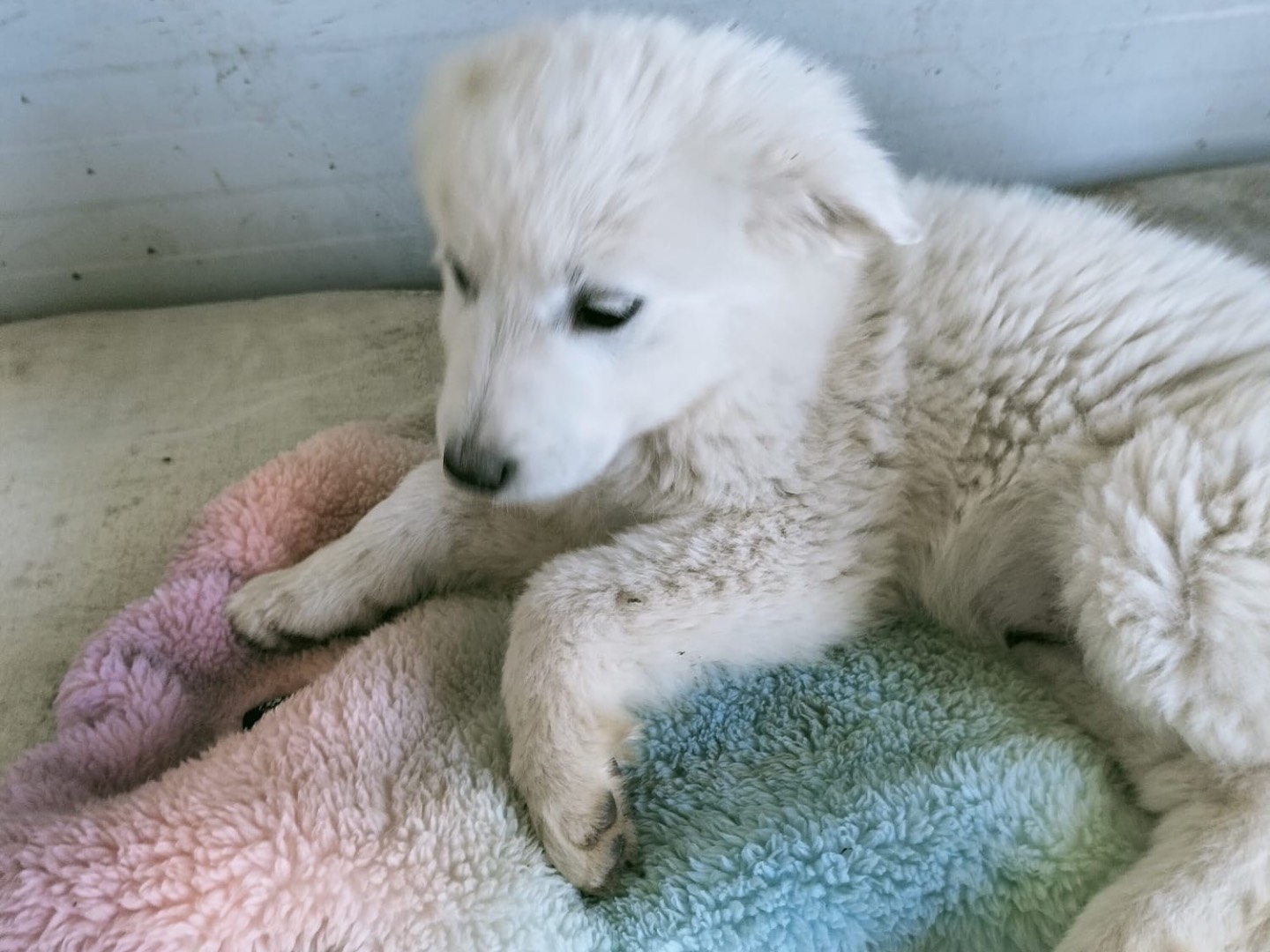 Adotta un cane, taglia grande, femmina, Vibo