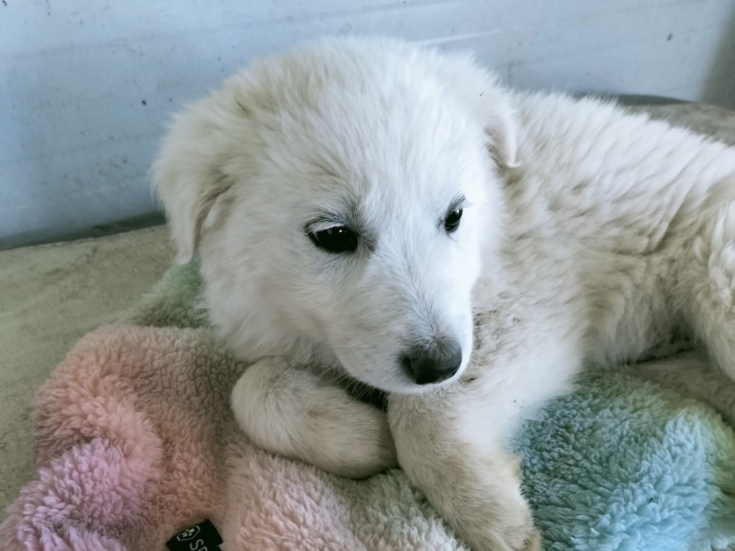 Vuoi adottare un cane a Vibo?