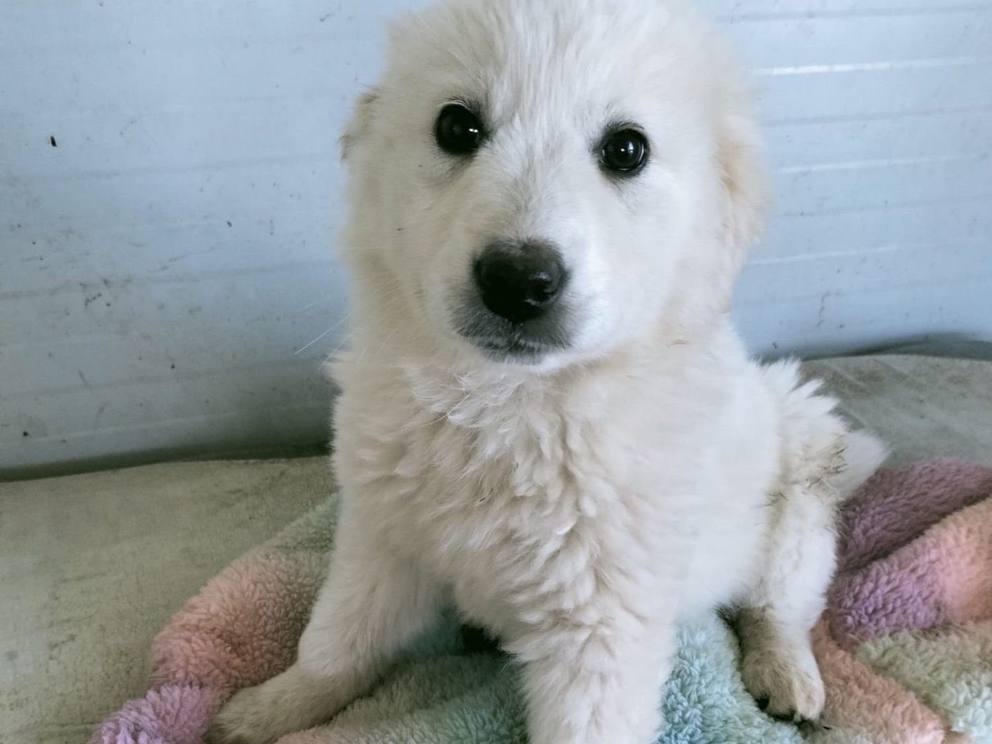 Adotta il cane Panna a Vibo