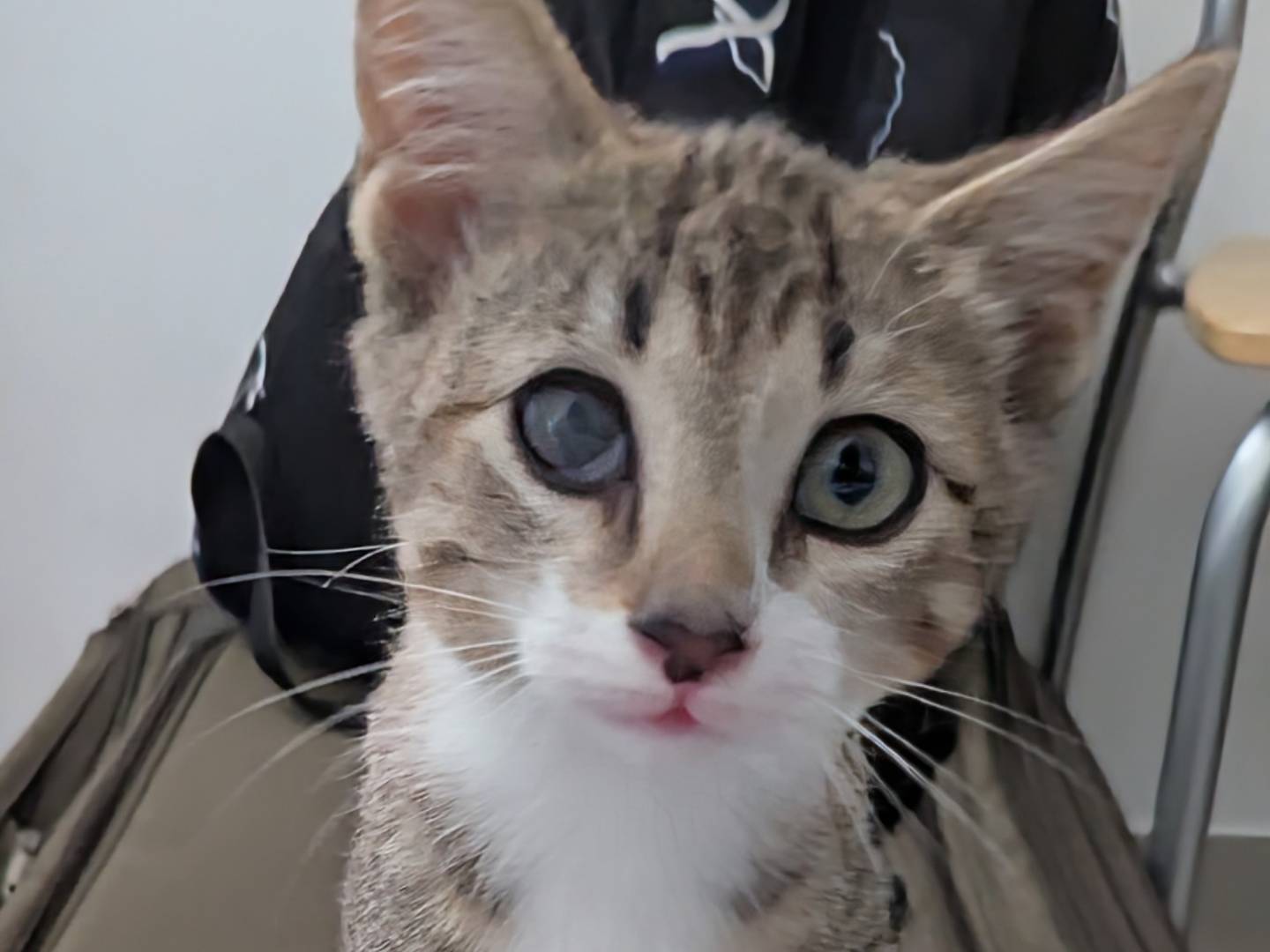 Adozione gatto, maschio, Razza sconosciuta Razza sconosciuta, 6 mesi, taglia non valida, Teramo