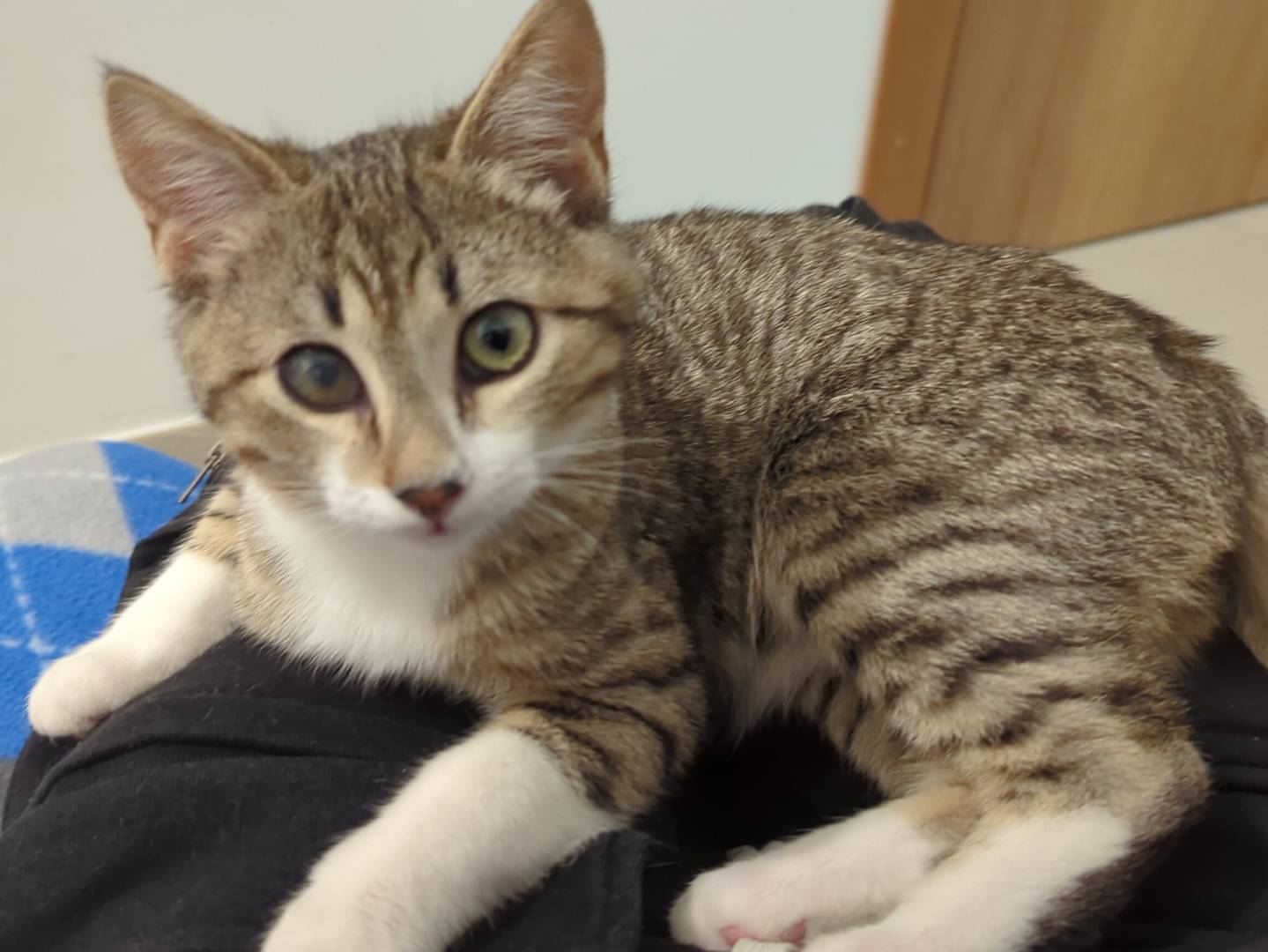 Adotta un gatto, taglia non valida, maschio, Teramo