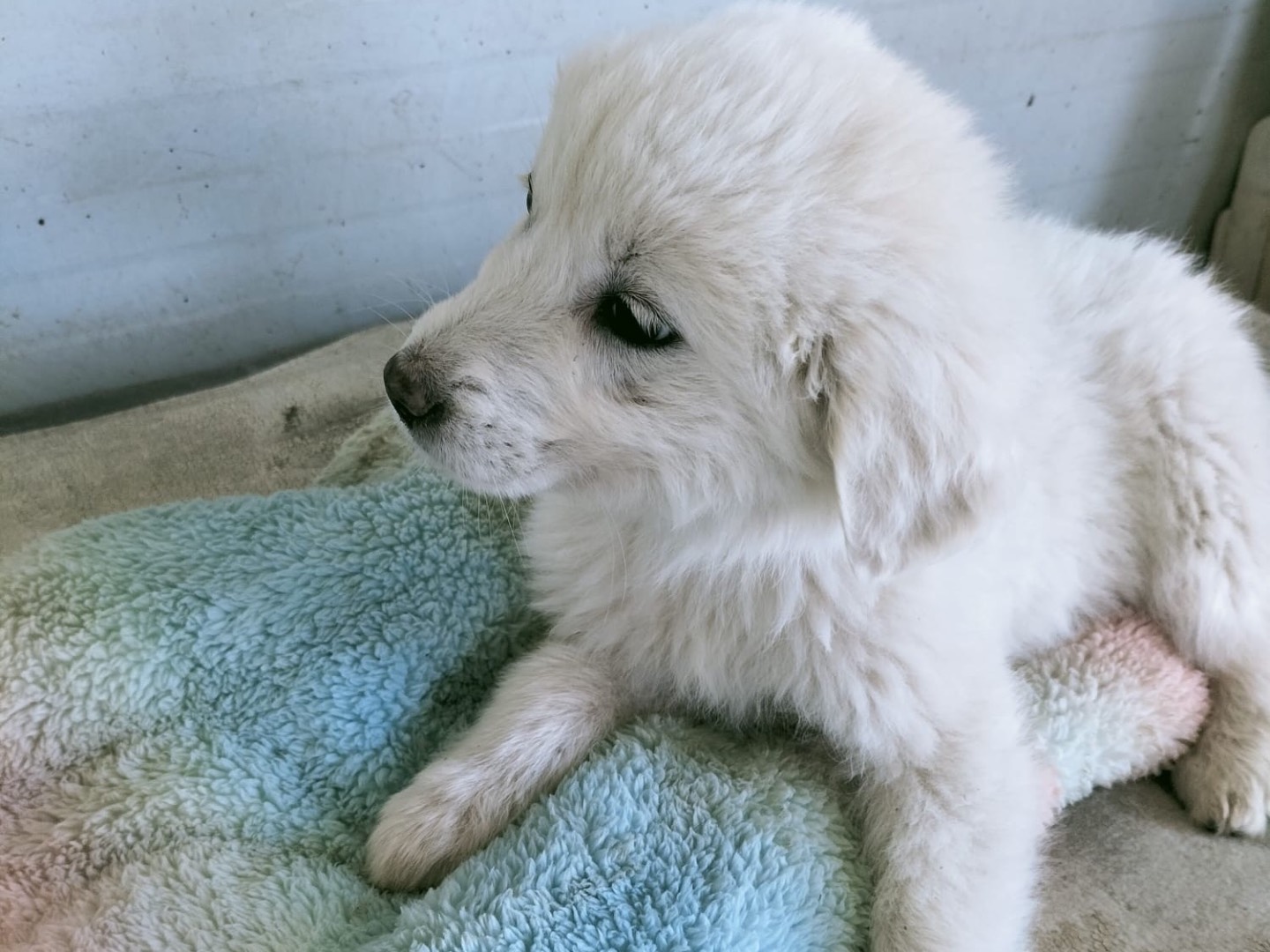 Adotta un cane, femmina, 3 mesi, Vibo