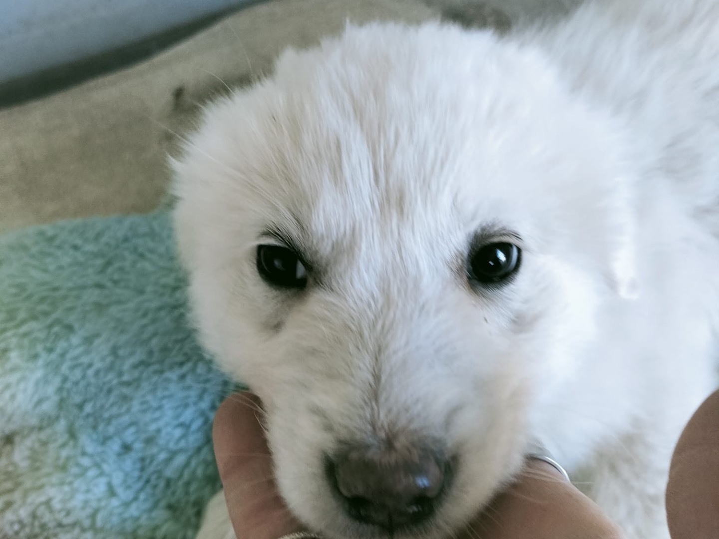 Vuoi adottare un cane a Vibo?