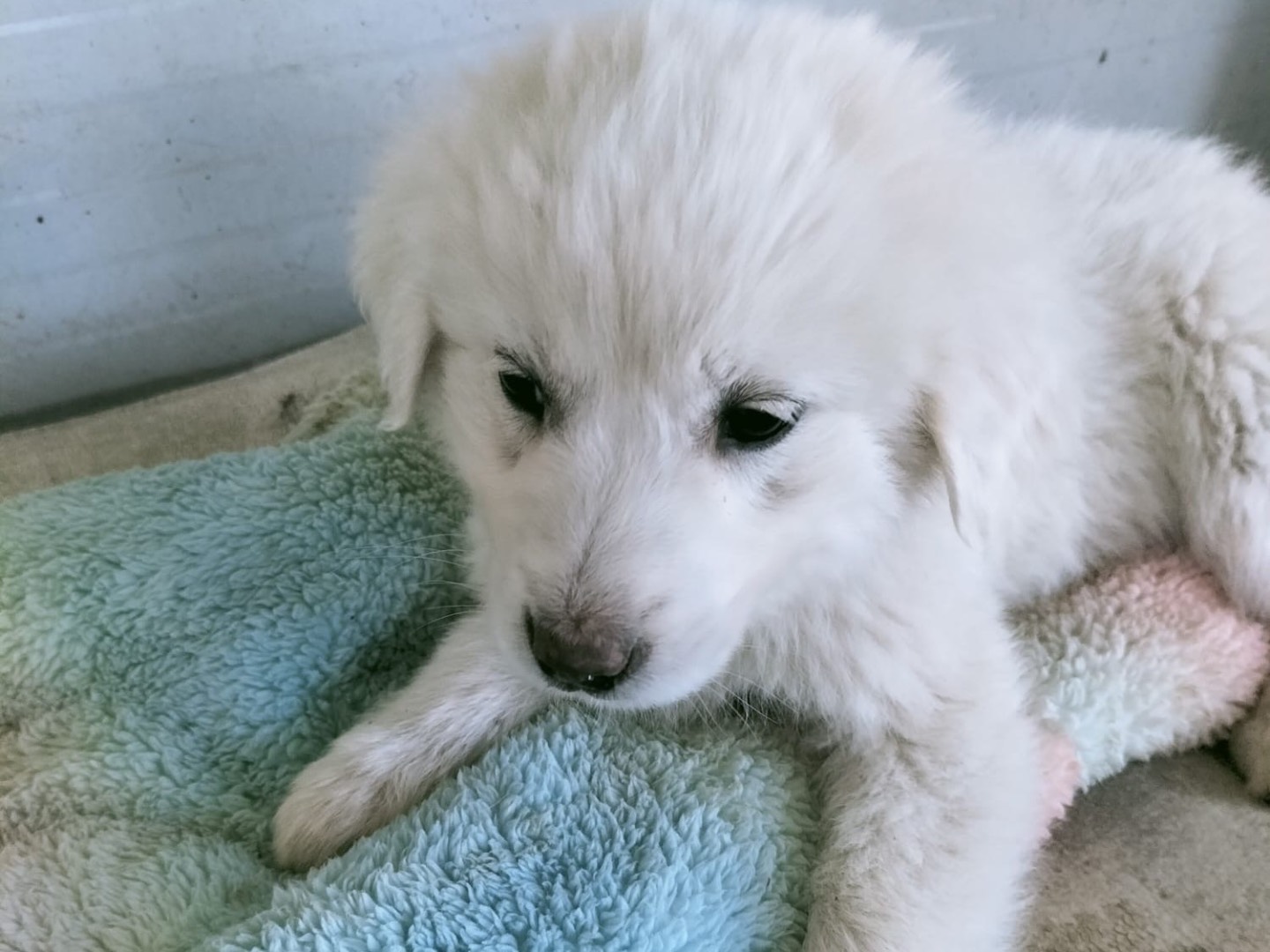 Adotta il cane Blanca  a Vibo