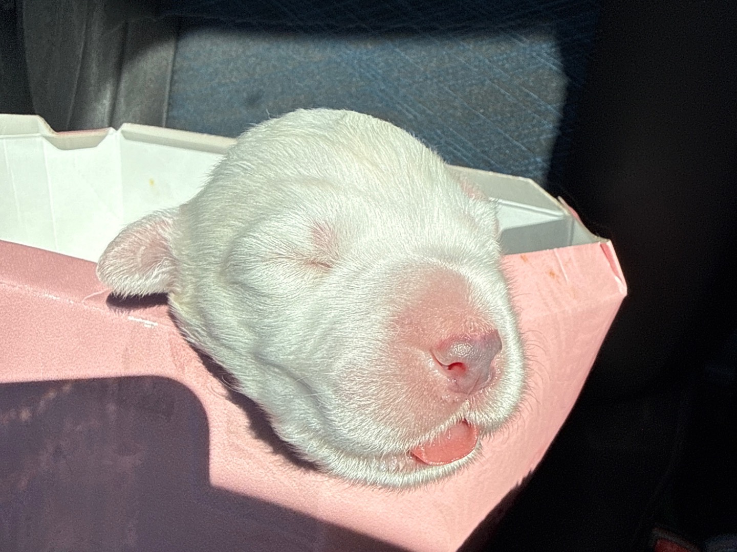 Adotta un cane, taglia gigante, maschio, Laquila