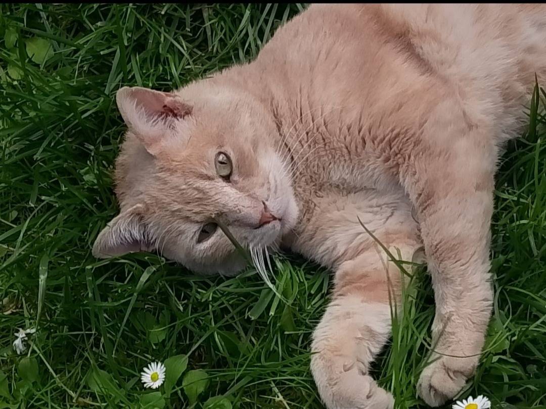Adozione gatto, maschio, Razza sconosciuta Razza sconosciuta, 3 anni e 10 mesi, taglia non valida, Milano