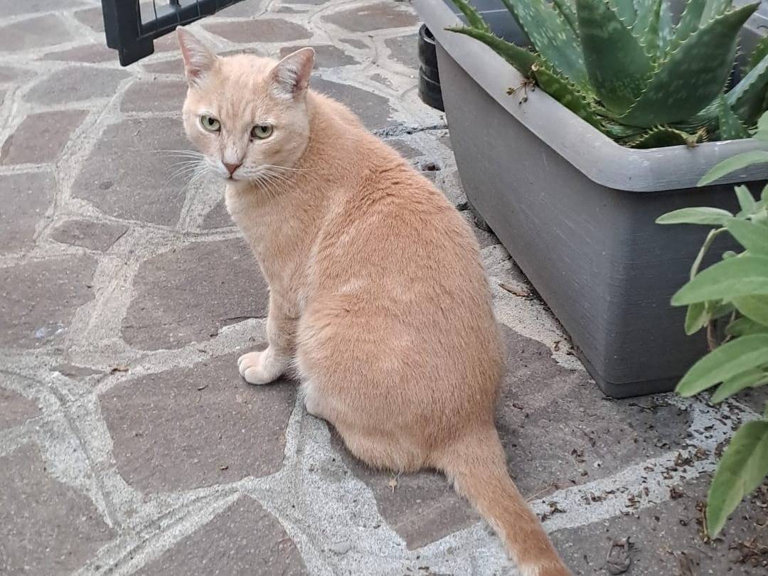 Adotta un gatto, maschio, 3 anni e 10 mesi, Milano