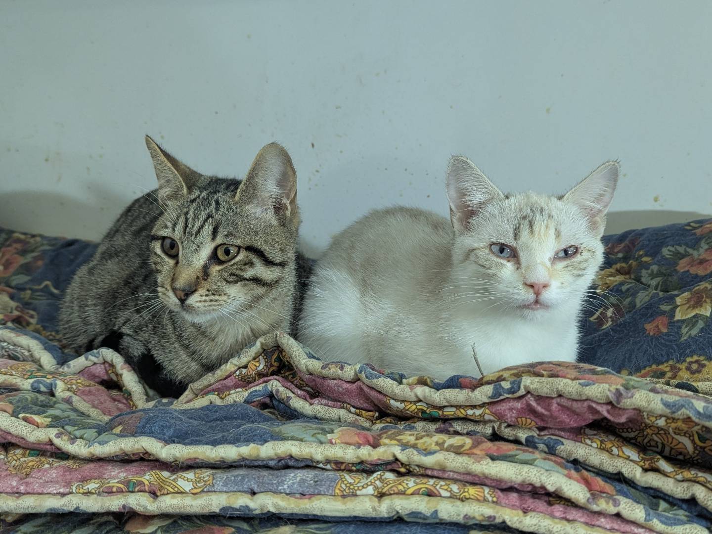 Vuoi adottare un gatto a Teramo?