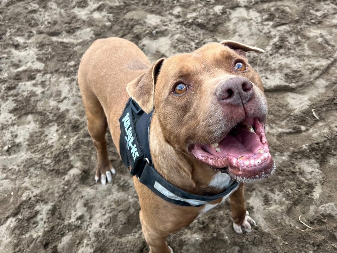 Adozione cane, maschio, Pitbull Razza sconosciuta, 9 anni e 1 mese, taglia media, Napoli