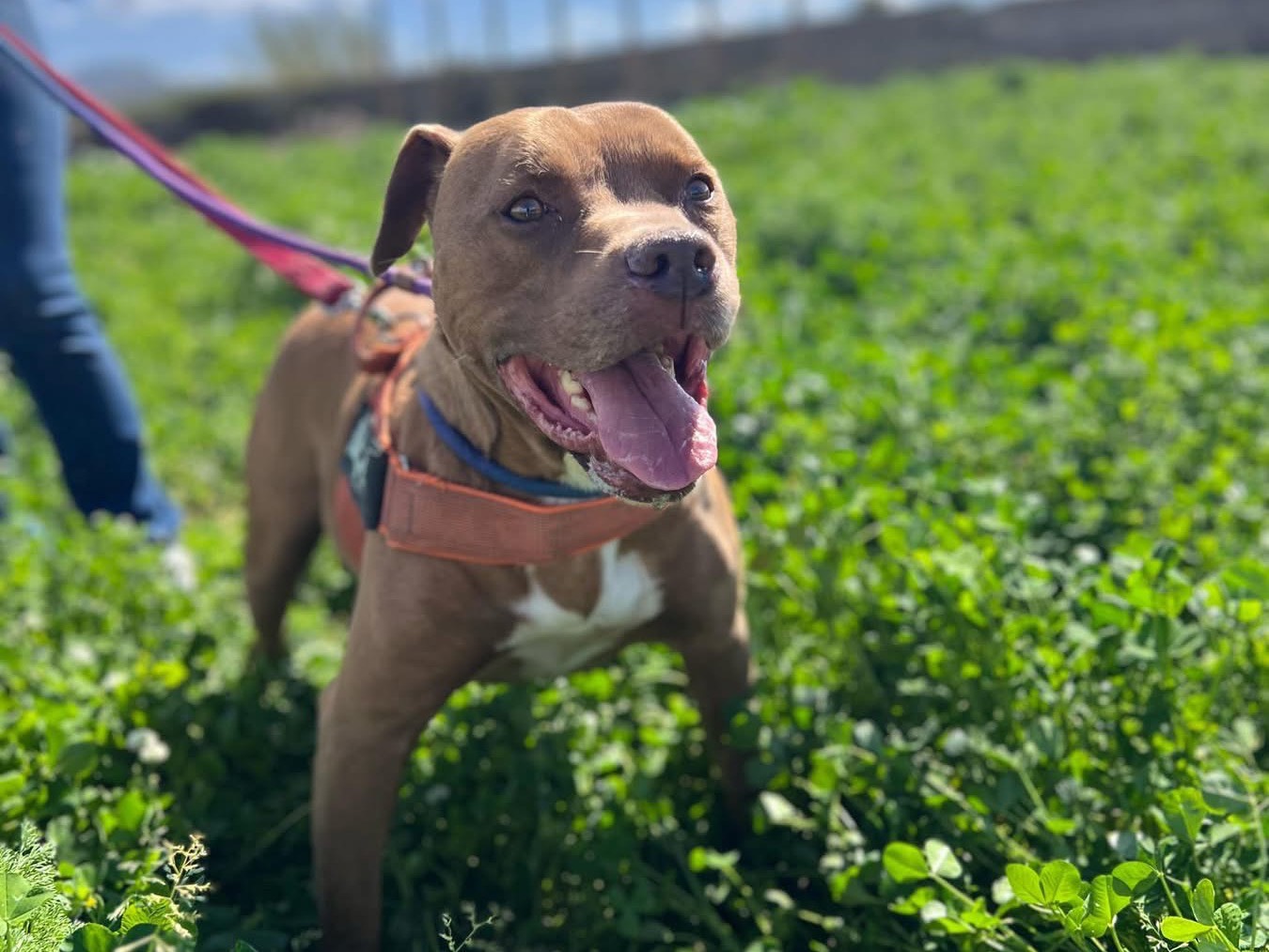 Adotta un cane, maschio, 9 anni e 1 mese, Napoli