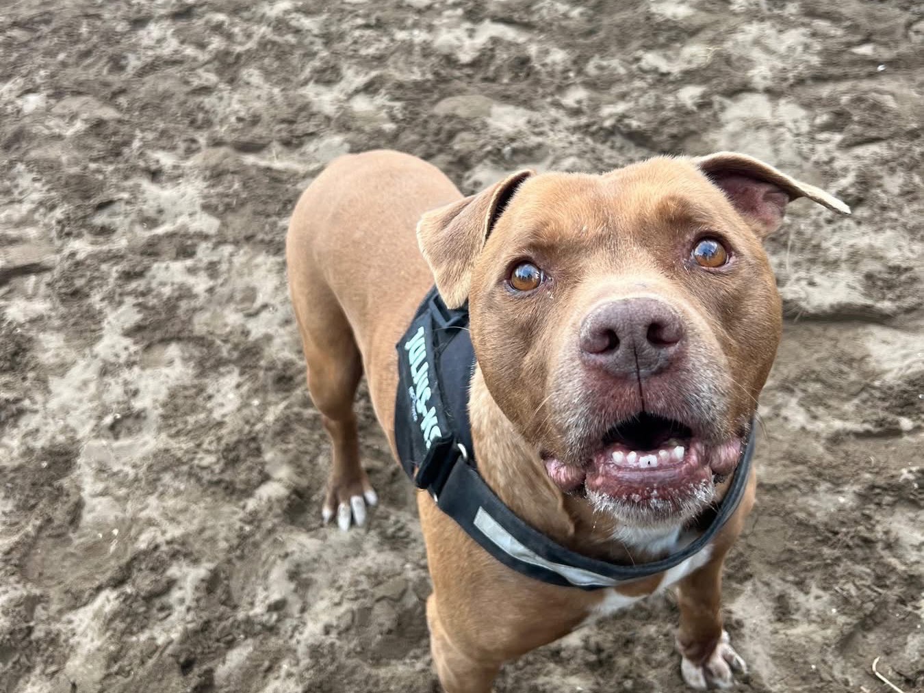 Adotta un cane, taglia media, maschio, Napoli