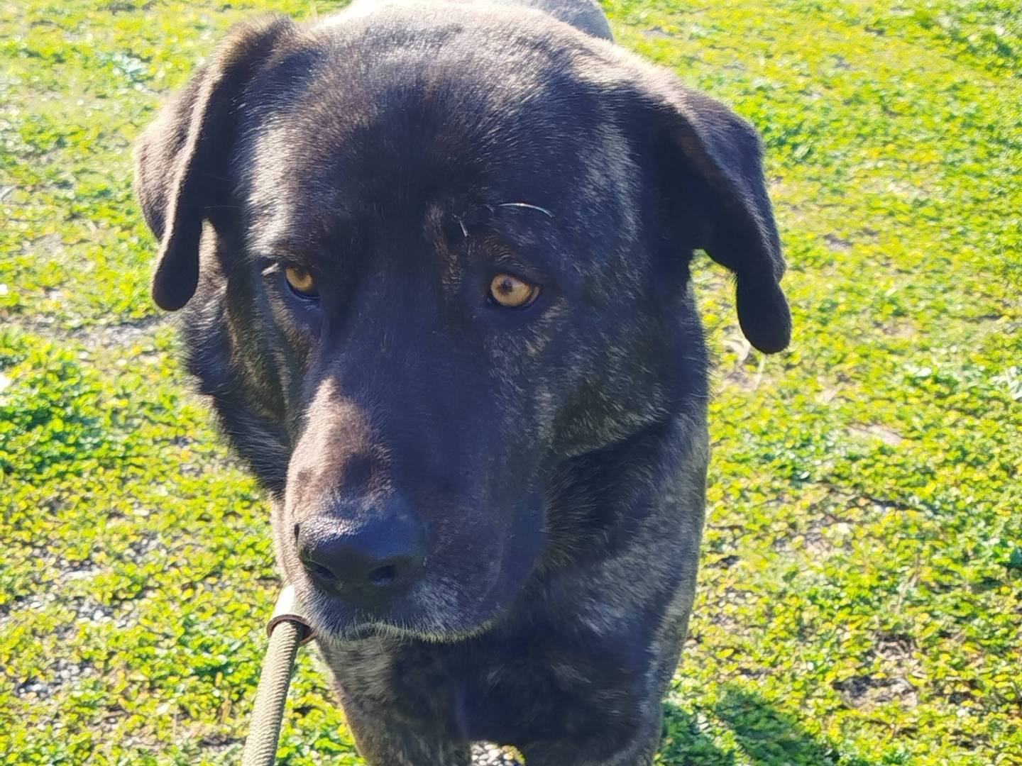 Adozione cane, maschio, Razza sconosciuta Razza sconosciuta, 1 anno e 1 mese, taglia grande, Matera