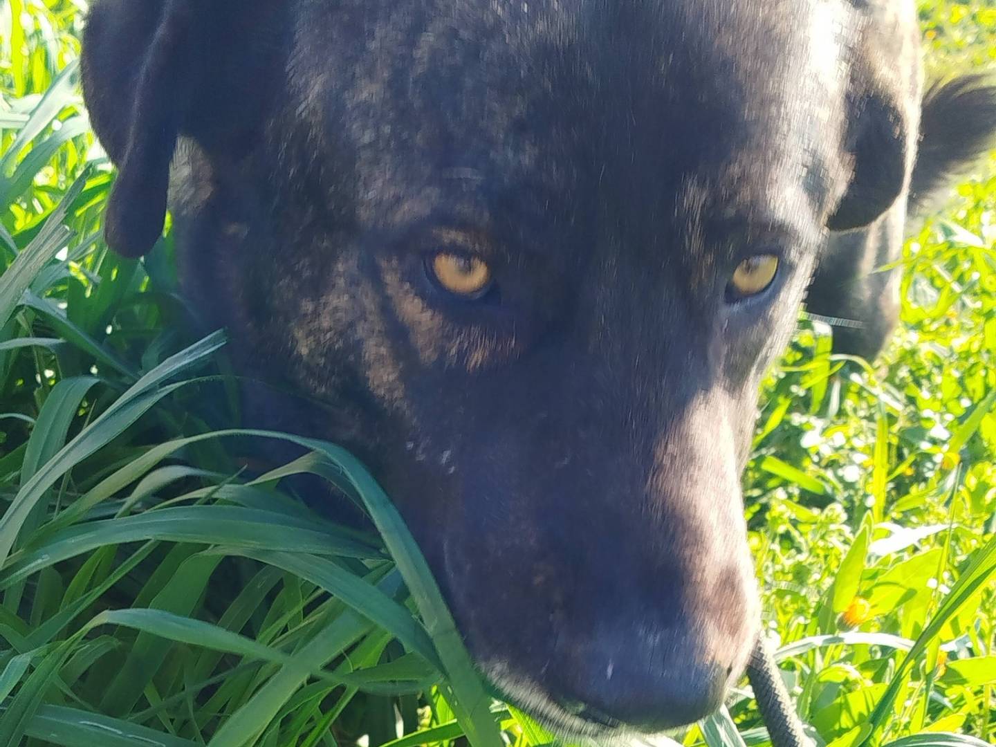 Adotta un cane, maschio, 1 anno e 1 mese, Matera