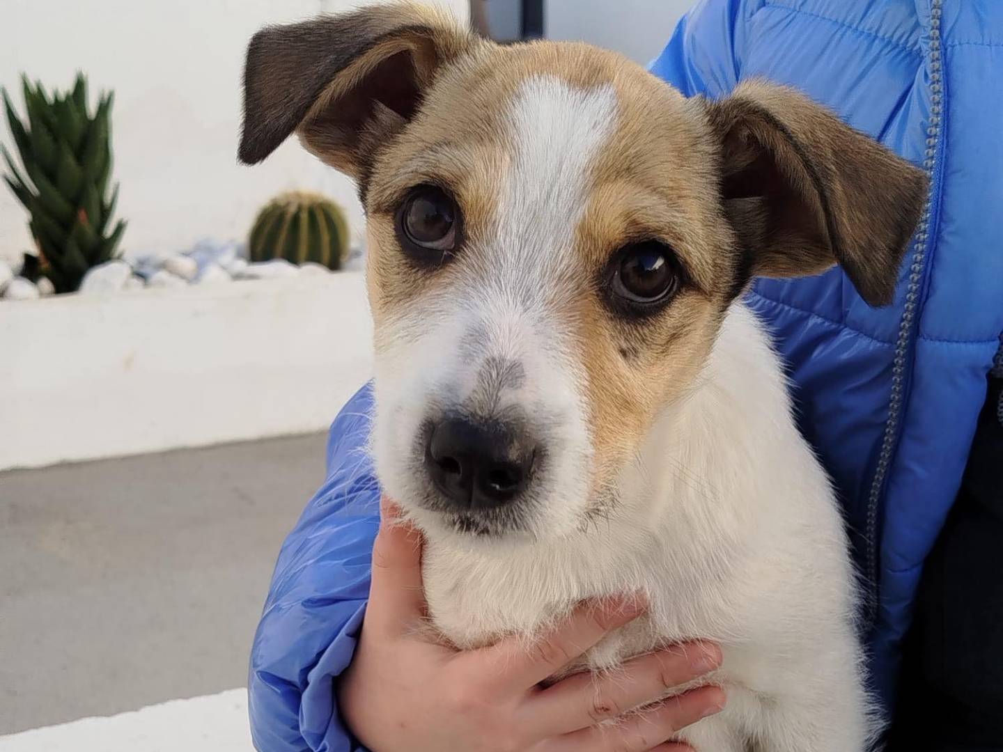 Adozione cane, maschio, Razza sconosciuta Razza sconosciuta, 3 mesi, taglia media, Matera