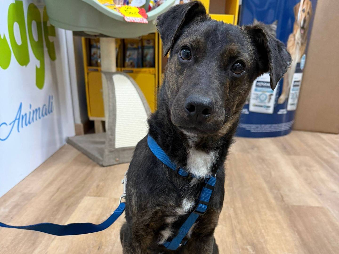 Adozione cane, maschio, Razza sconosciuta Razza sconosciuta, 7 mesi, taglia media contenuta, Matera