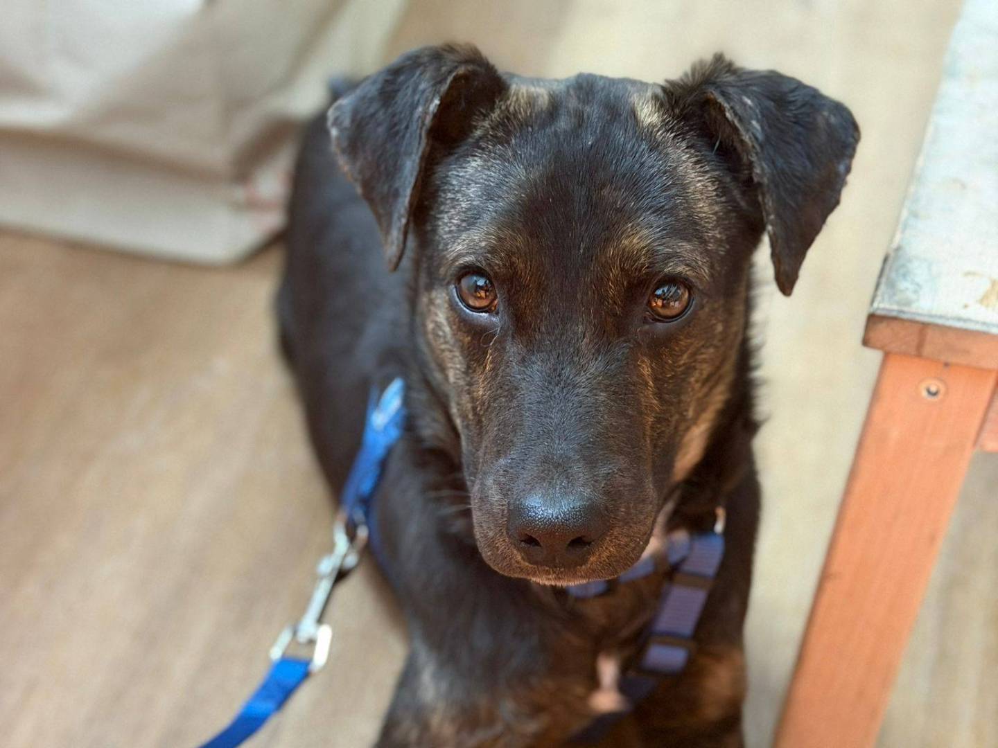 Adotta un cane, maschio, 7 mesi, Matera