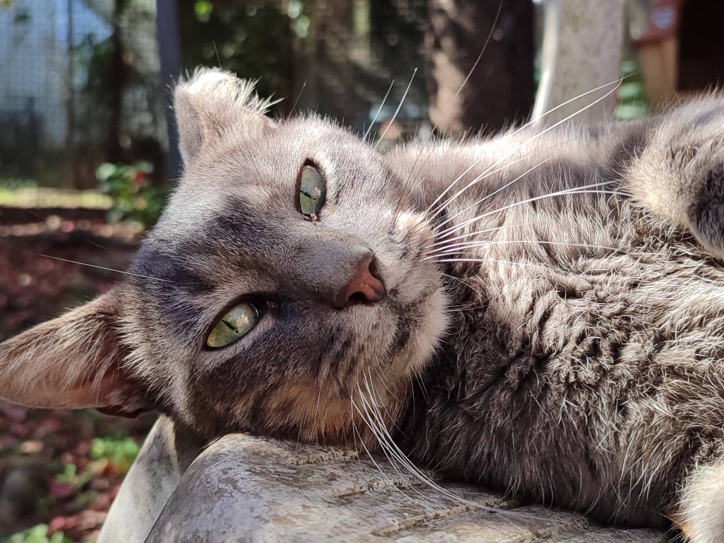 Adozione gatto, maschio, Razza sconosciuta Razza sconosciuta, 1 anno e 11 mesi, taglia non valida, Torino