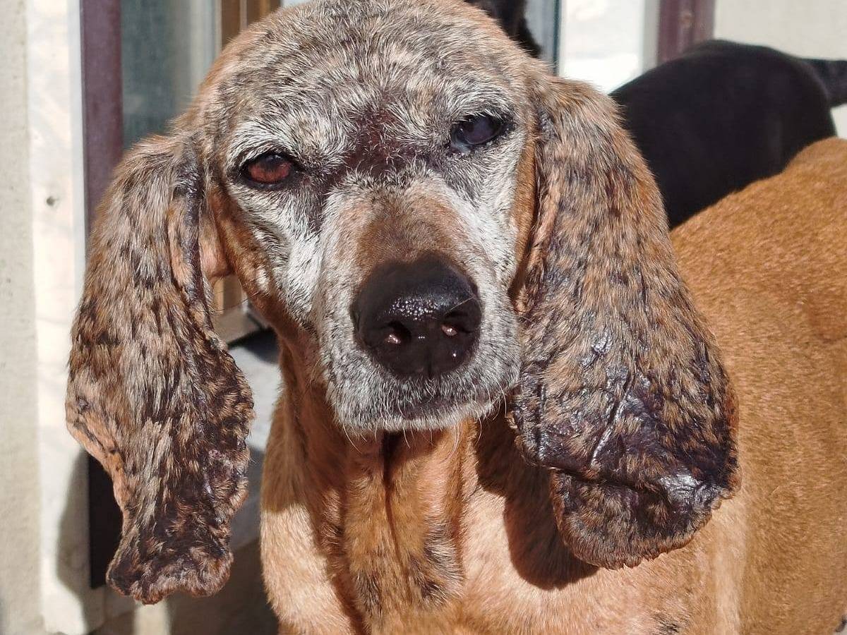 Adozione cane, femmina, Segugio Razza sconosciuta, 7 anni e 8 mesi, taglia media, Matera