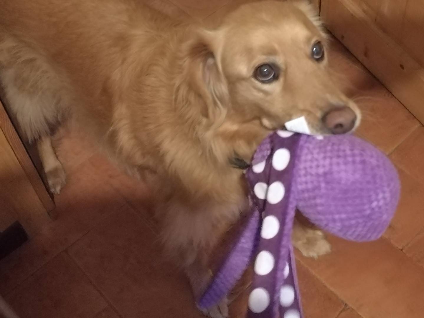 Adozione cane, maschio, Razza sconosciuta Razza sconosciuta, 7 anni e 3 mesi, taglia media, Viterbo