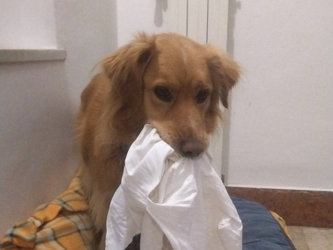 Adotta un cane, maschio, 7 anni e 3 mesi, Viterbo