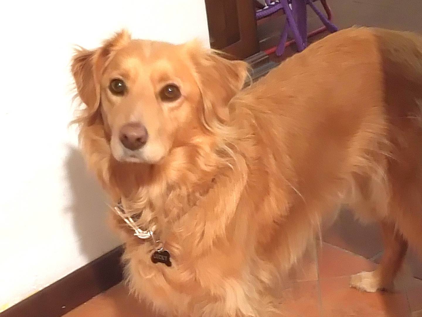 Adotta un cane, taglia media, maschio, Viterbo