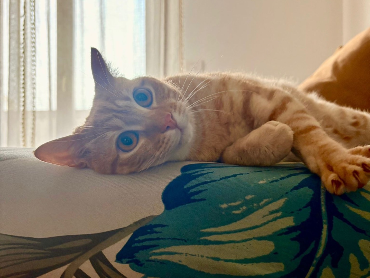 Adozione gatto, maschio, Razza sconosciuta Razza sconosciuta, 10 mesi, taglia non valida, Milano