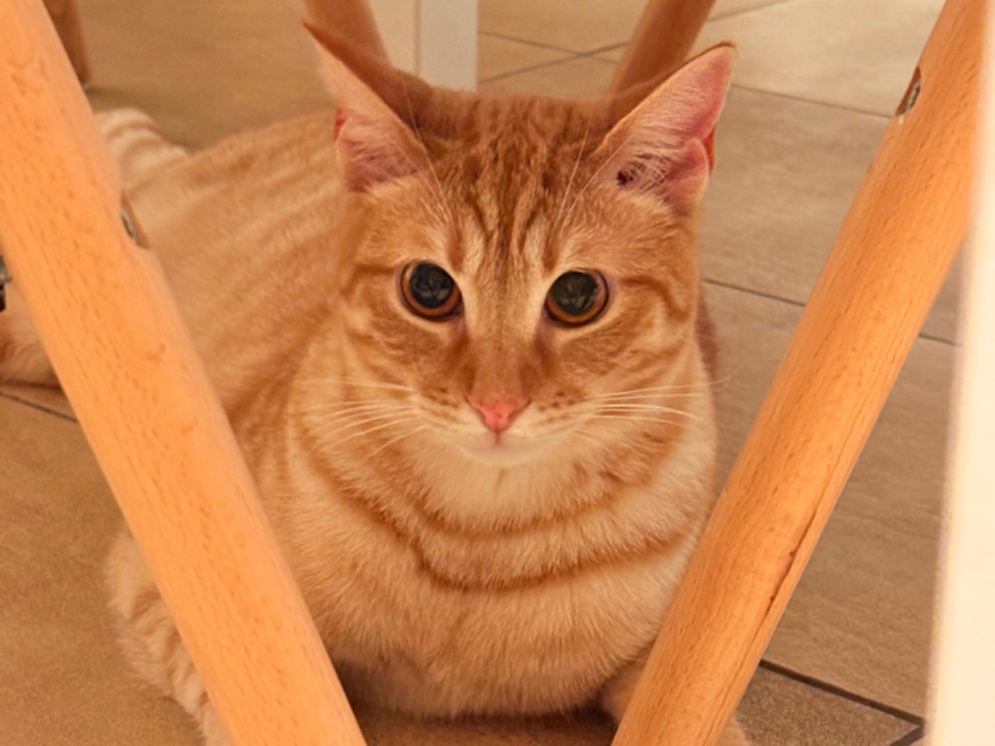 Adotta un gatto, maschio, 10 mesi, Milano