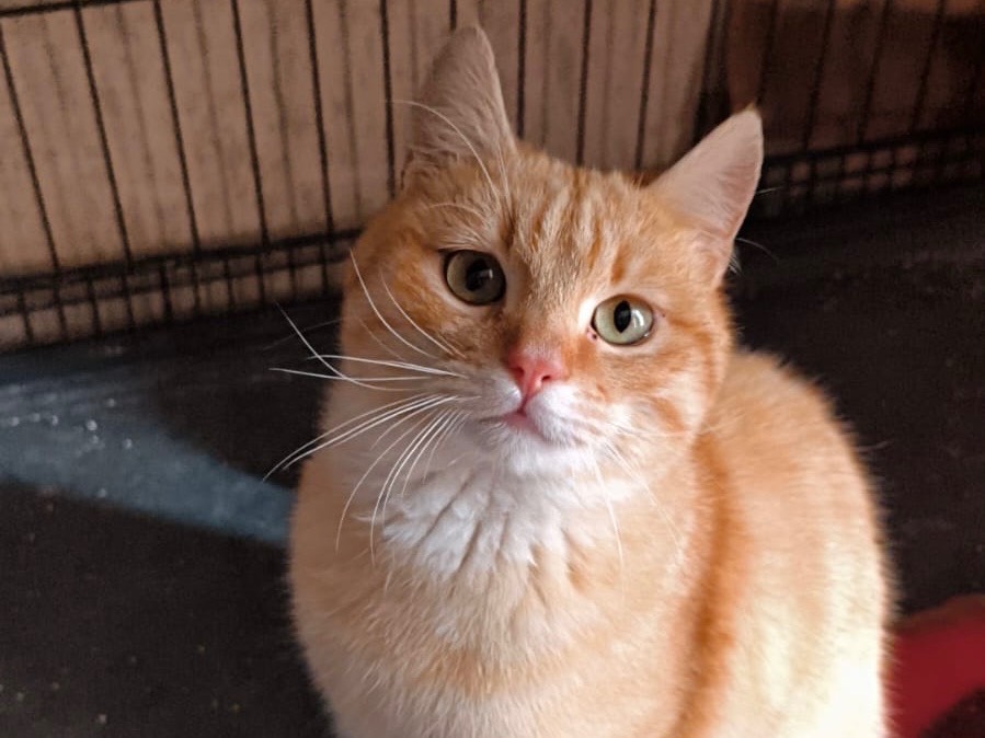 Adozione gatto, maschio, Razza sconosciuta Razza sconosciuta, 4 mesi, taglia non valida, Bari