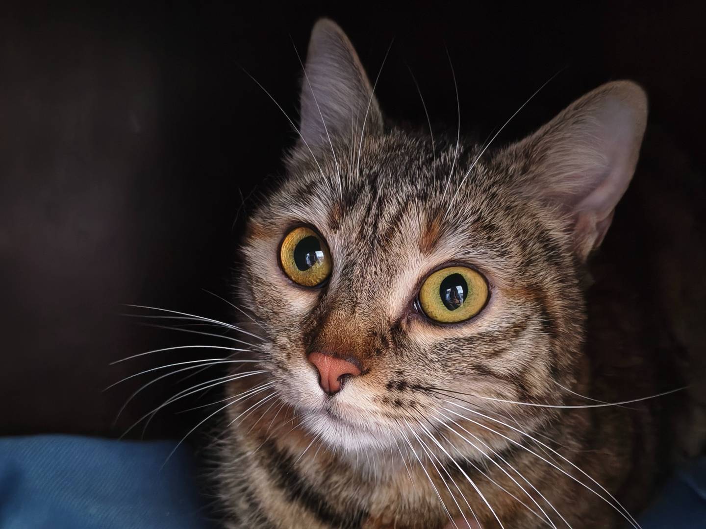 Adozione gatto, femmina, Razza sconosciuta Razza sconosciuta, 1 anno e 5 mesi, taglia non valida, Torino