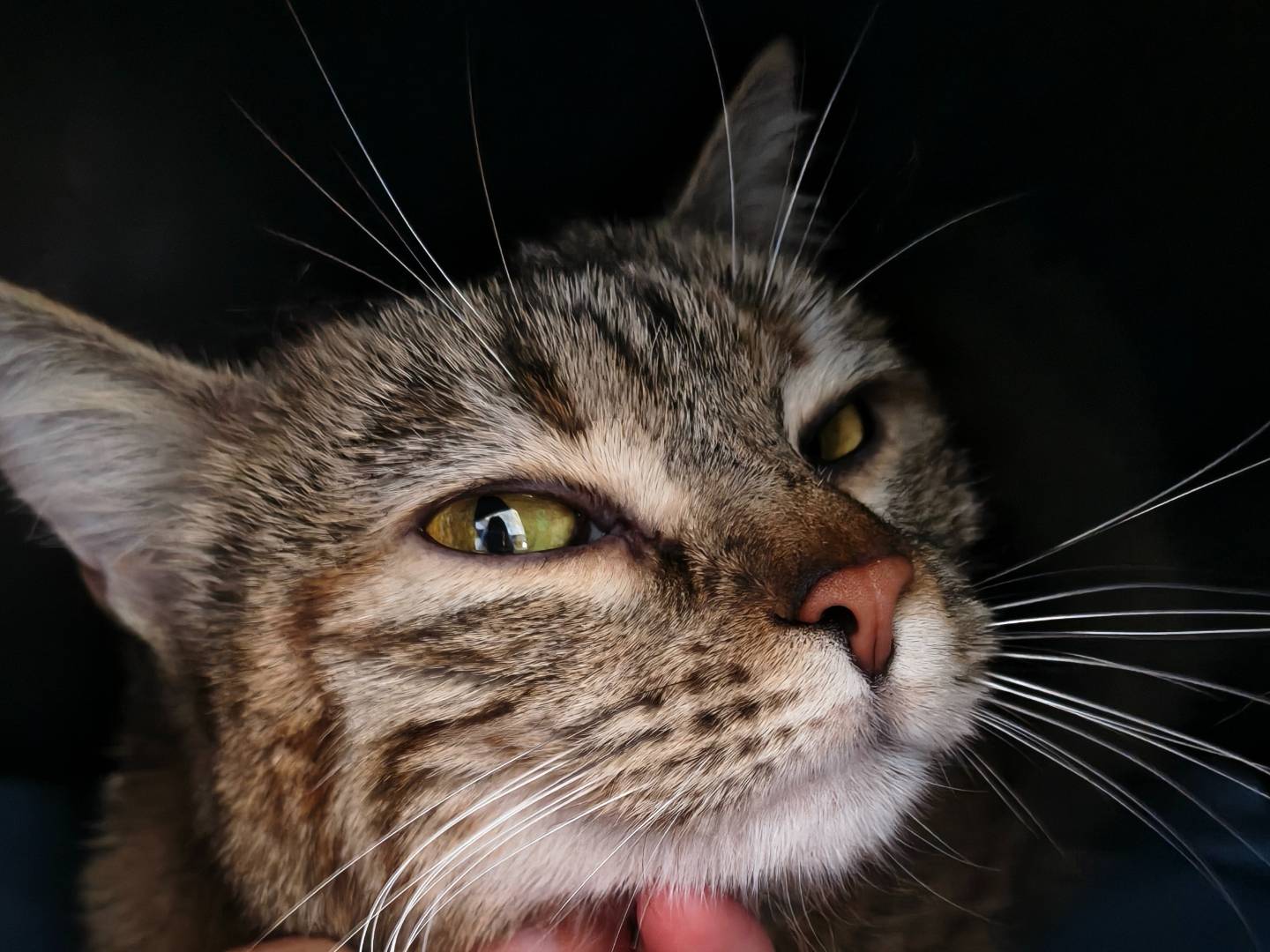 Adotta un gatto, femmina, 1 anno e 5 mesi, Torino