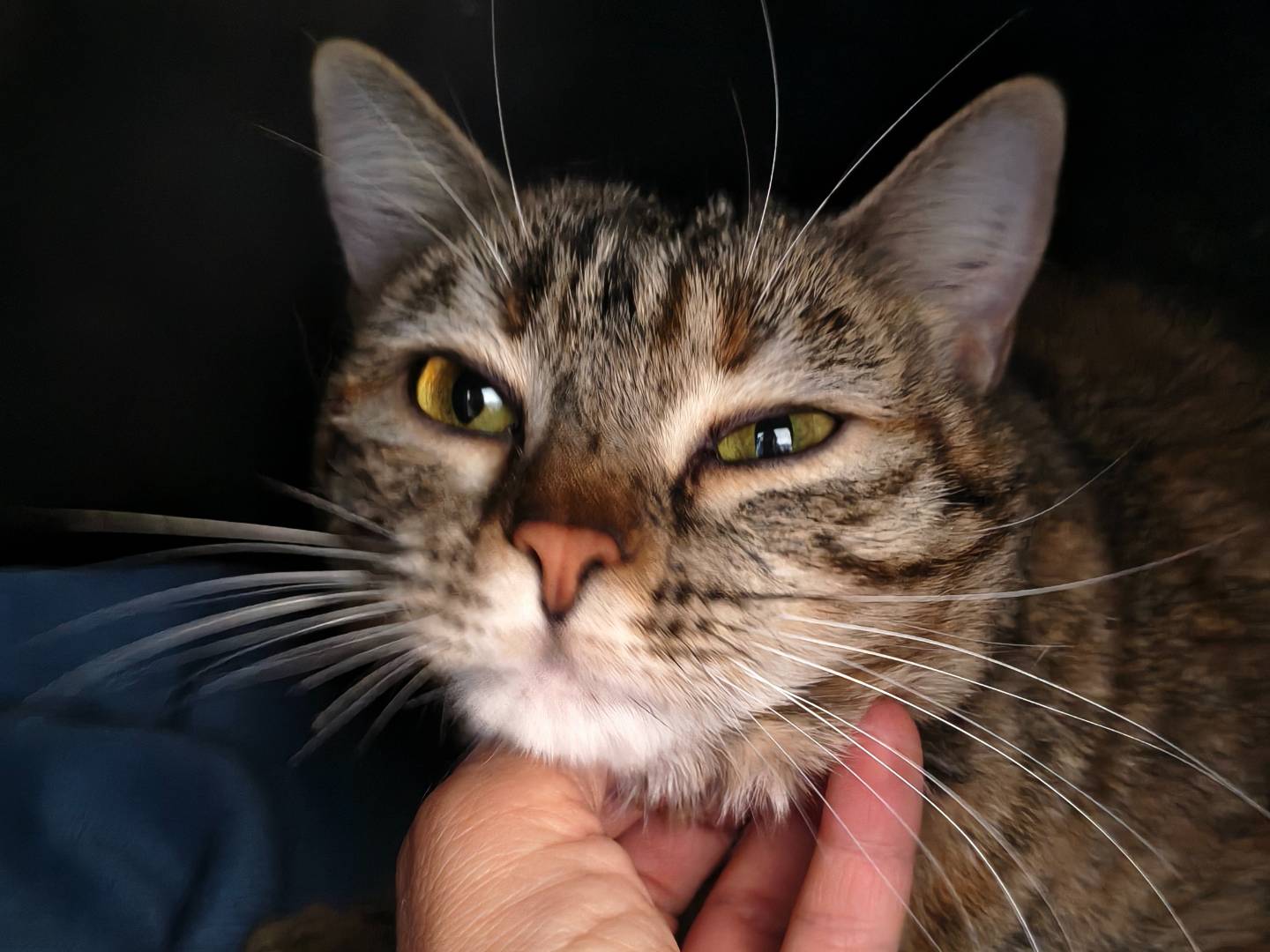 Adotta un gatto, taglia non valida, femmina, Torino