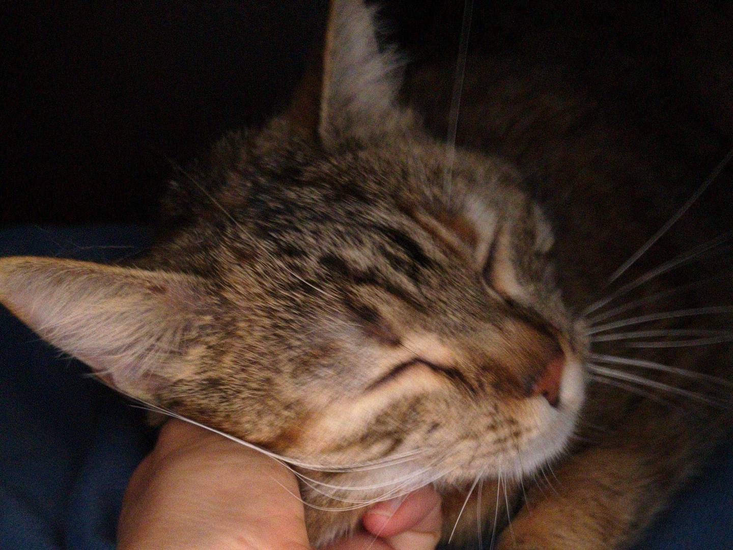 Vuoi adottare un gatto a Torino?