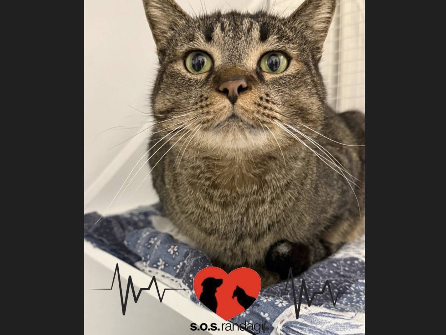 Adozione gatto, maschio, Razza sconosciuta Razza sconosciuta, 1 anno e 11 mesi, taglia non valida, Milano