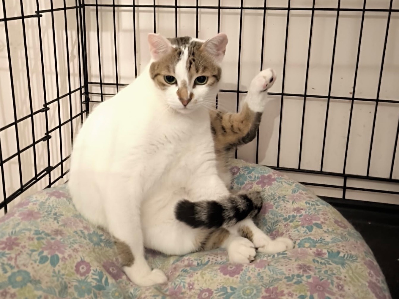 Adotta un gatto, taglia non valida, maschio, Bari