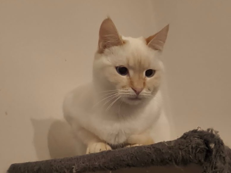 Adotta un gatto, femmina, 5 mesi, Bari